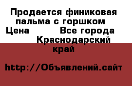 Продается финиковая пальма с горшком › Цена ­ 600 - Все города  »    . Краснодарский край